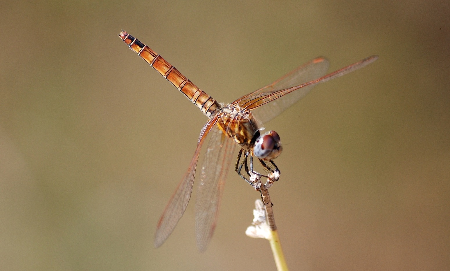 ID libellula